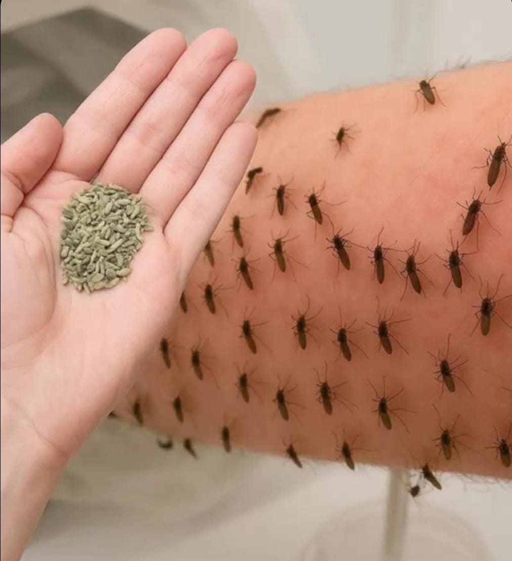 You’ll never see mosquitoes again if you do this