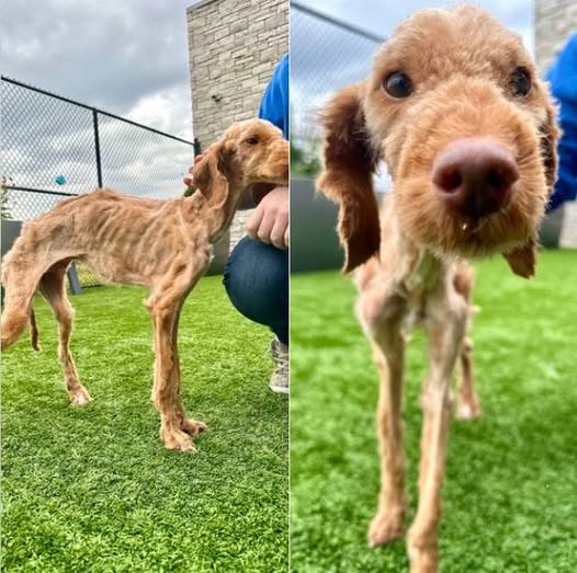 Neglected dog arrived at shelter nearly starved to death — now he’s living his best life