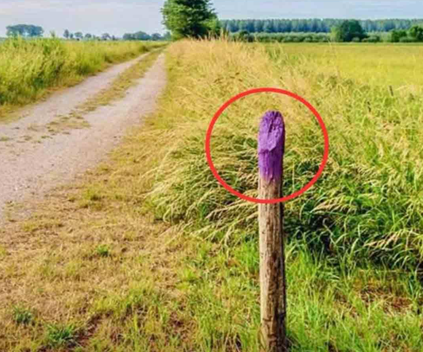 If You See a Painted Purple Fence, This Is What It Means