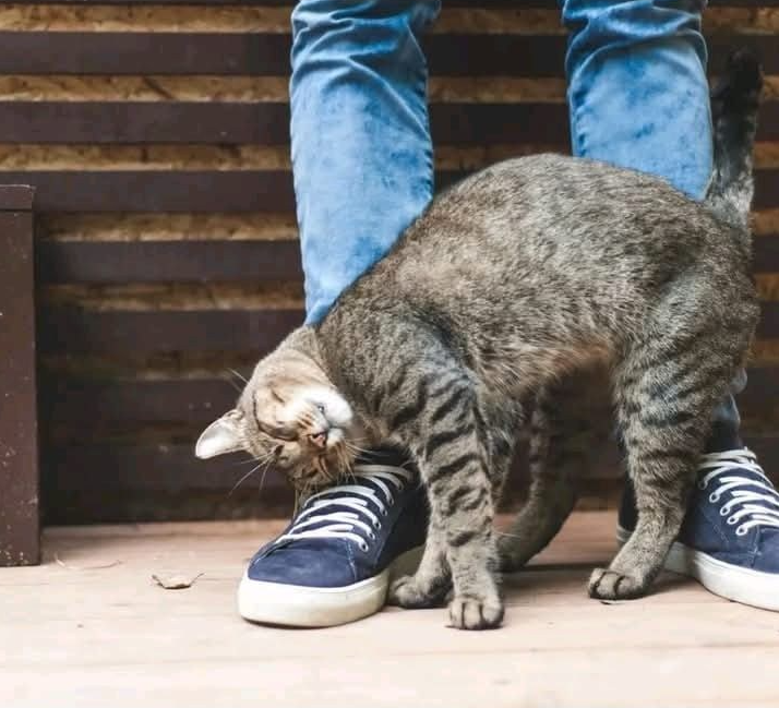 When a Cat Rubs Against You, This Is What It Really Means!