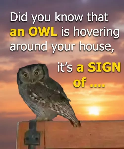 What It Means When an Owl Is Seen Near Your Home at Night!