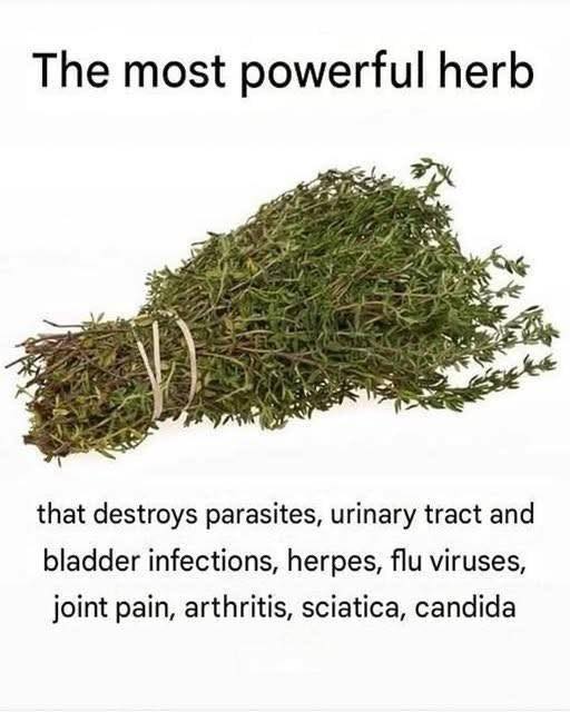 THE MOST POTENT HERB THAT DESTROYS PARASITES, URINARY TRACT!
