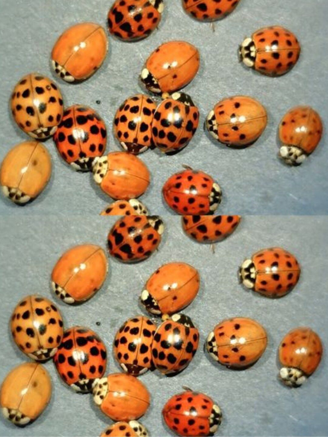 Yellow Ladybug Meaning: Symbolism and Interesting Facts