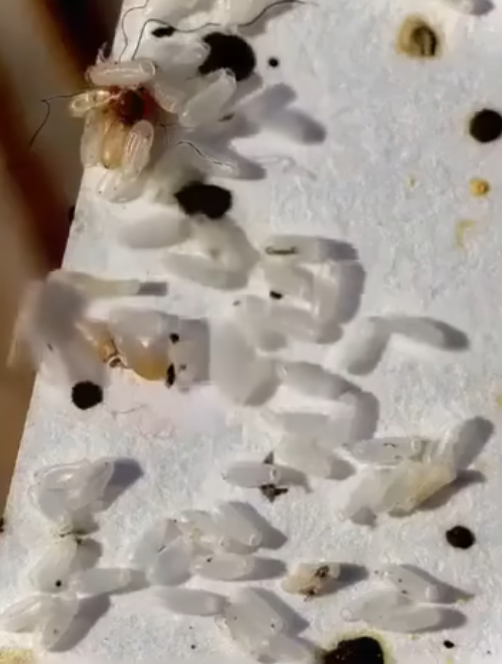 Initially, I assumed it was just rice, but the reality was far more unsettling