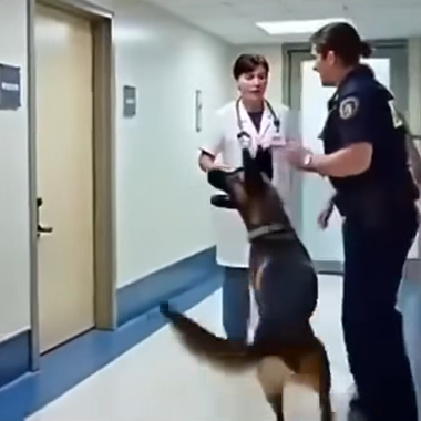 K9 dog would not stop barking at room 207 in a hospital – what they found inside was horrifying!