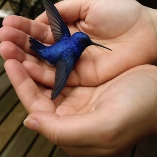 Wings of Grace – The Spiritual Significance of the Hummingbirds Visit!
