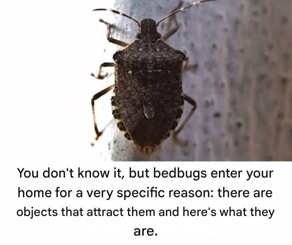Important Correction! This Common Insect Is Not a Bedbug