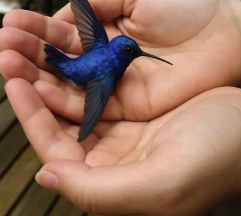 Did You Know That If a Hummingbird Comes to Your Home, It Means Something Special? news!