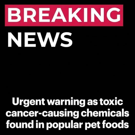 Study Finds Possible Presence of “Forever Chemicals” in Some Pet Foods