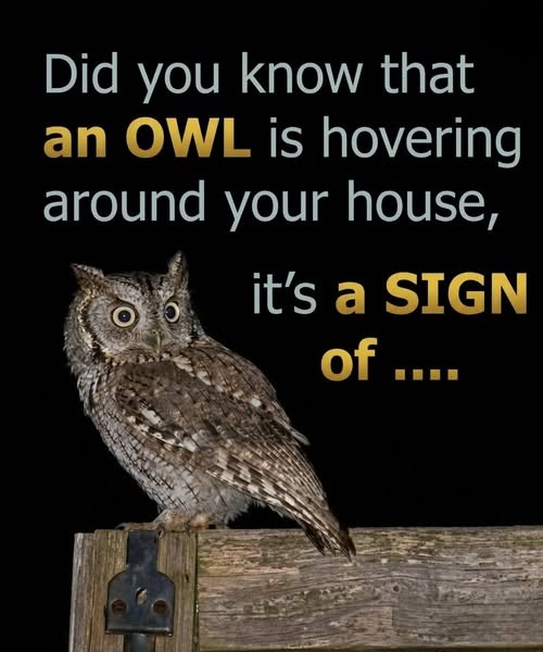 Warning Signs You Are Being Watched Why An Owl Hovering Near Your House At Night Is No Coincidence