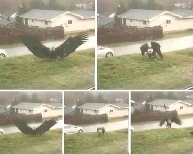 Scientists Capture Massive Giant Eagle Near Texas Border With Ten Foot Wingspan That Defies All Known Laws Of Biology