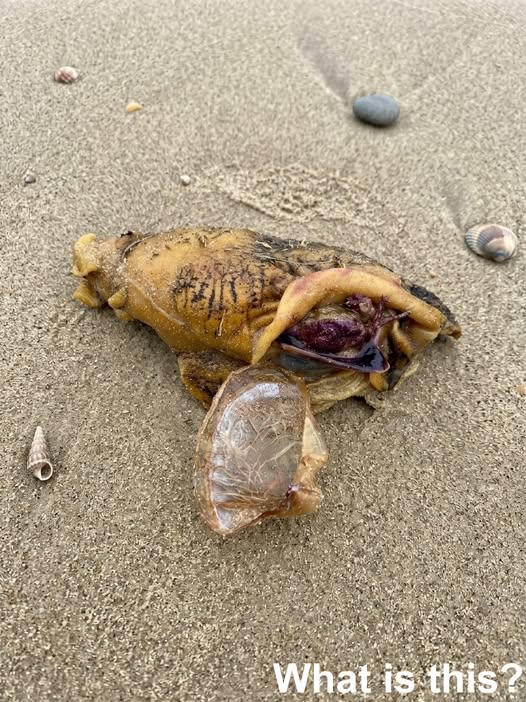I was walking along the beach with my dog when we suddenly noticed this near the shore.