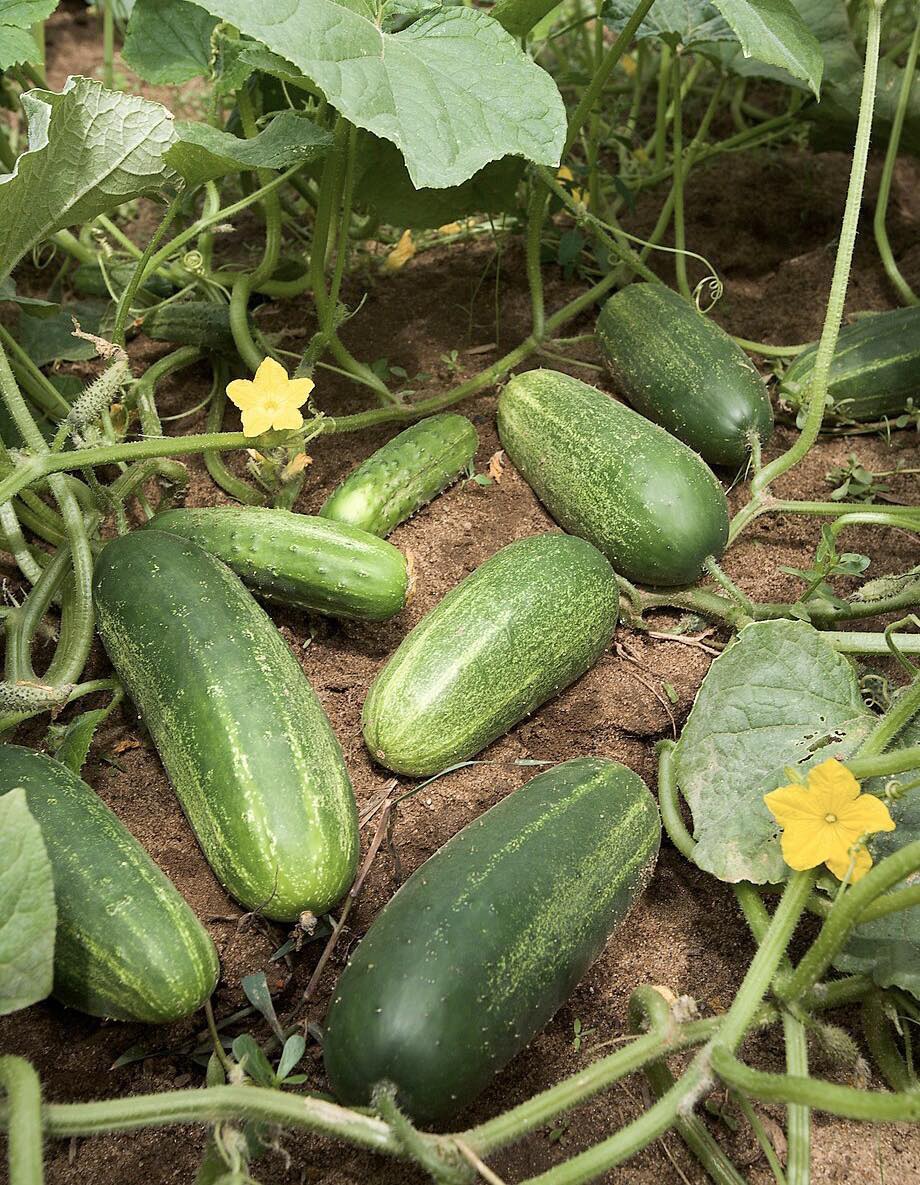 DOCTORS FINALLY REVEAL THE HIDDEN IMPACT OF EATING CUCUMBERS EVERY DAY