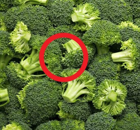 Doctors Reveals That Eating Green Broccoli Causes …