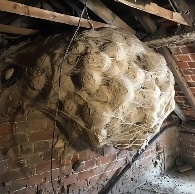 HOMEOWNER FINDS HORRIFYING COLONY IN ATTIC AND IS STUNNED BY ITS GIGANTIC SIZE