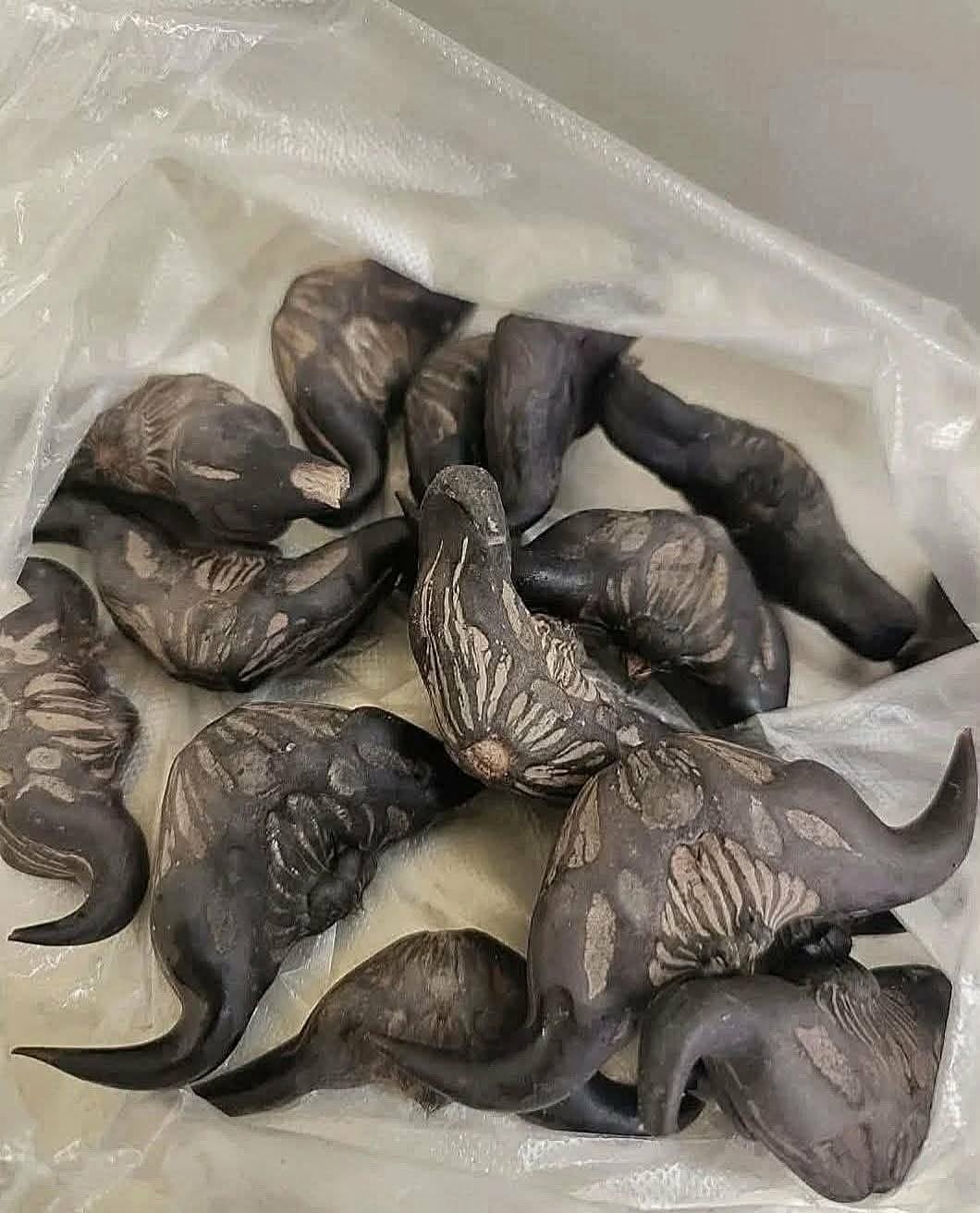 My neighbor gave me a bag of these.anyone know what they are? How do you eat them?
