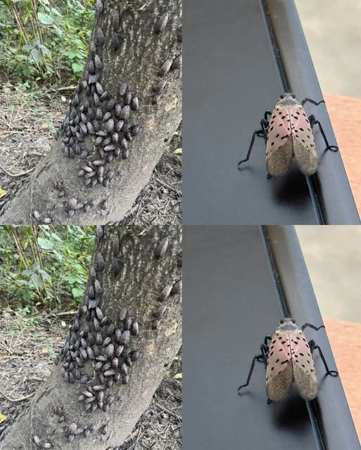 The Flashy Red Invader Destroying Your Backyard: Why You Must Declare War on This Pest Today