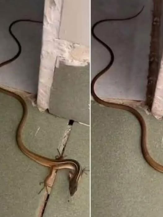 The Terrifying Moment You Hear a Slithering Sound in the Dark: What to Do When a Snake Invades Your Home