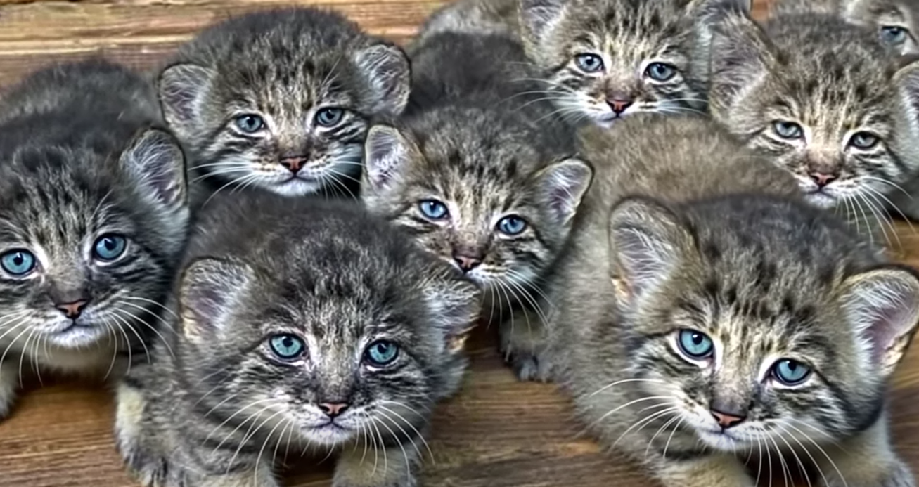 Farmer found abandoned kittens but turns out they cost a fortune
