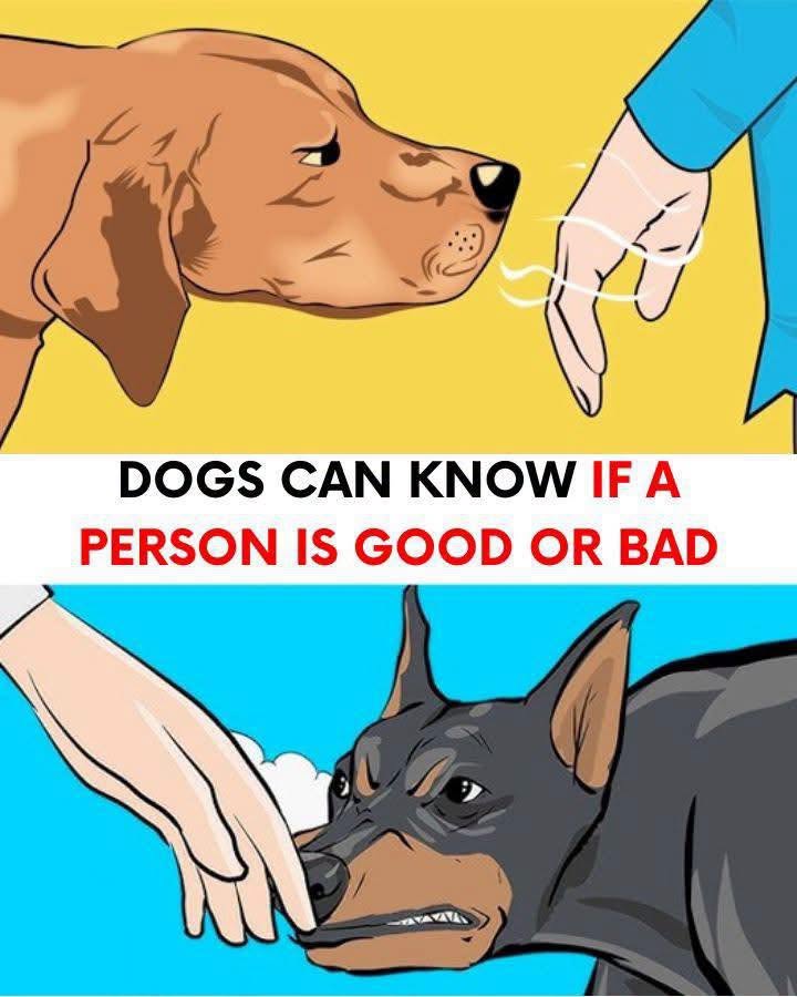 Dogs Can Sense Good and Bad People