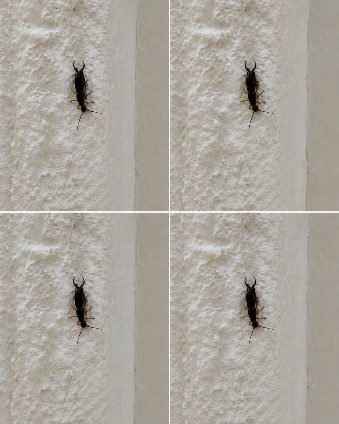 If You Find This Insect in Your Home, Here’s What It Could Mean