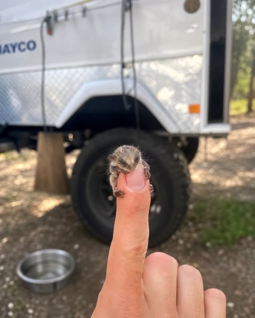 Campers Find A Mystery Baby The Size Of A Fingernail Struggling In The Dirt