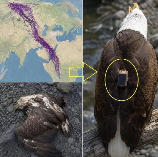 For 20 years, an eagle equipped with GPS puzzled scientists: reco….See below⤵️