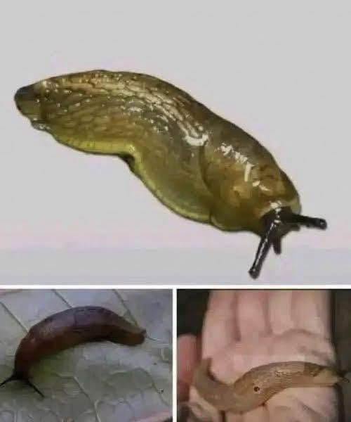 When a slug visits your house, it means you have…