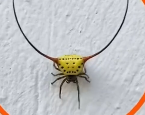 A Surprising Visitor in My Garage: The Strange Beauty of the Spiny Orb-Weaver
