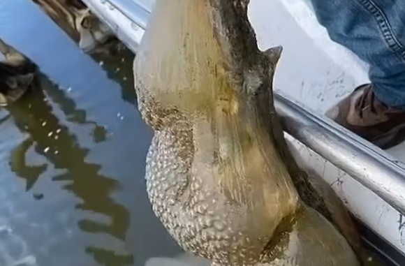 Strange Jelly-Like Clusters in Oklahoma Lake Turn Out to Be Ancient Harmless Life Forms